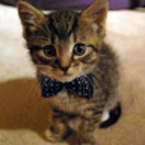 Meet your Posher, Brittany